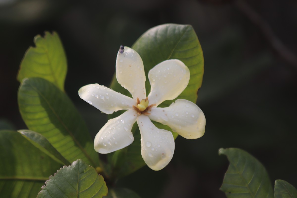 Gardenia fosbergii Tirveng.